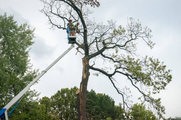 Trusted Tilden, NE Tree Care Services Experts